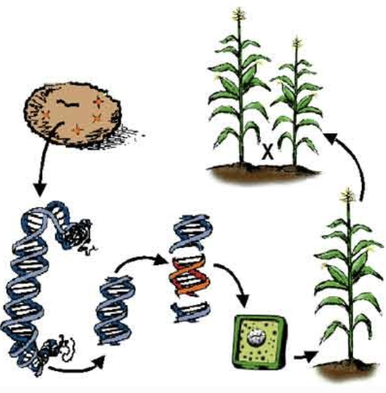 The process of Plant Genetic Engineering