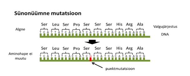 Figure 1 illustrates a synonymous mutation, where a change in the DNA sequence does not alter the amino acid sequence of the resulting protein.